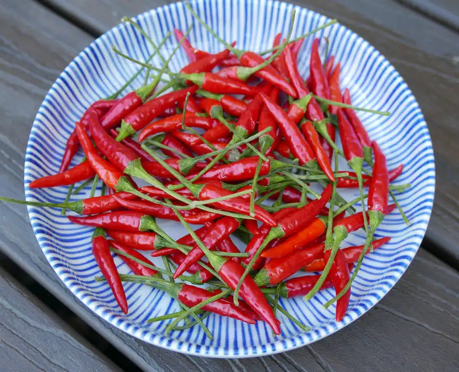 fresh chilis for hot chili oil by mama lams